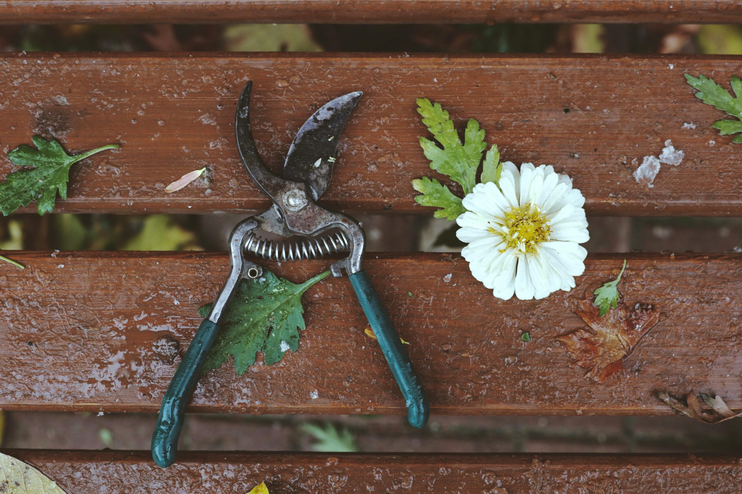 Close-up of garden shears and a zinnia flower on a wooden bench with leaves.